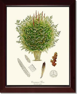 Cinnamon-Royal Fern Botanical Wall Art Print-Charting Nature