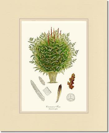 Cinnamon-Royal Fern Botanical Wall Art Print-Charting Nature