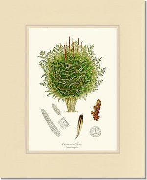 Cinnamon-Royal Fern Botanical Wall Art Print-Charting Nature