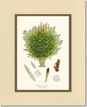 Cinnamon-Royal Fern Botanical Wall Art Print-Charting Nature
