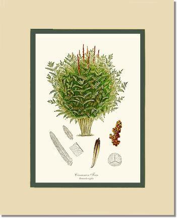 Cinnamon-Royal Fern Botanical Wall Art Print-Charting Nature
