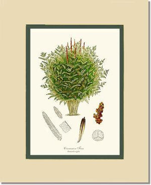 Cinnamon-Royal Fern Botanical Wall Art Print-Charting Nature