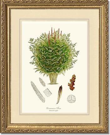 Cinnamon-Royal Fern Botanical Wall Art Print-Charting Nature