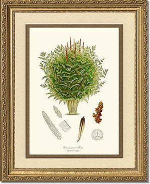 Cinnamon-Royal Fern Botanical Wall Art Print-Charting Nature