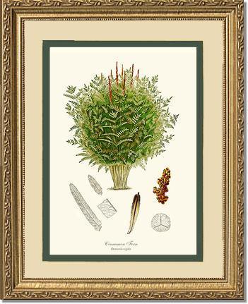 Cinnamon-Royal Fern Botanical Wall Art Print-Charting Nature