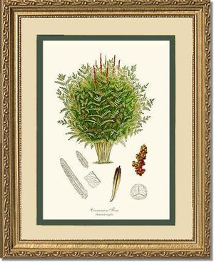 Cinnamon-Royal Fern Botanical Wall Art Print-Charting Nature