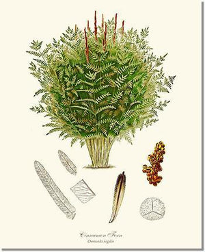 Cinnamon-Royal Fern Botanical Wall Art Print-Charting Nature
