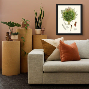 Cinnamon-Royal Fern Botanical Wall Art Print-Charting Nature