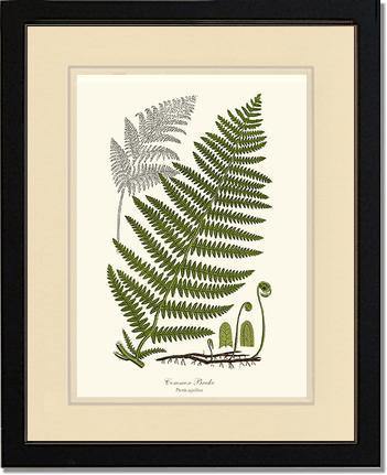 Common Brake Botanical Wall Art Print-Charting Nature