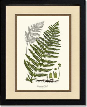 Common Brake Botanical Wall Art Print-Charting Nature