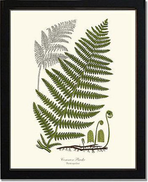 Common Brake Botanical Wall Art Print-Charting Nature