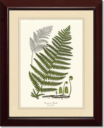 Common Brake Botanical Wall Art Print-Charting Nature