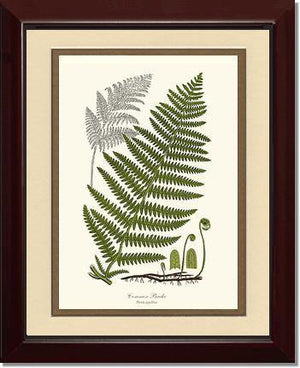 Common Brake Botanical Wall Art Print-Charting Nature