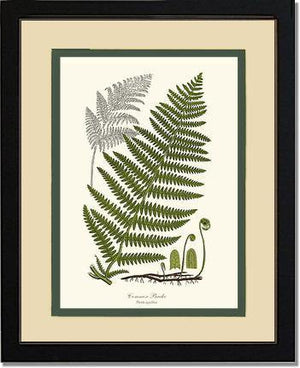 Common Brake Botanical Wall Art Print-Charting Nature