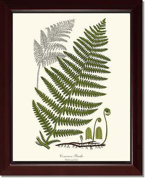 Common Brake Botanical Wall Art Print-Charting Nature