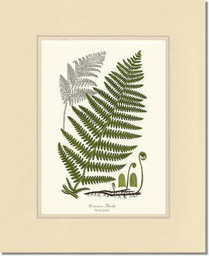 Common Brake Botanical Wall Art Print-Charting Nature