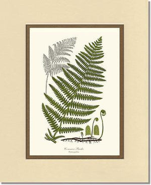 Common Brake Botanical Wall Art Print-Charting Nature