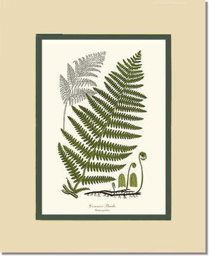 Common Brake Botanical Wall Art Print-Charting Nature
