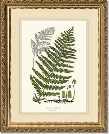 Common Brake Botanical Wall Art Print-Charting Nature