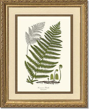 Common Brake Botanical Wall Art Print-Charting Nature