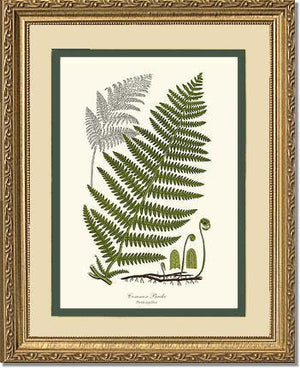 Common Brake Botanical Wall Art Print-Charting Nature