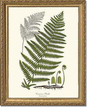 Common Brake Botanical Wall Art Print-Charting Nature