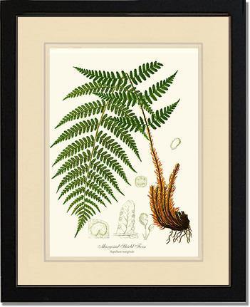 Marginal Shield Fern Botanical Wall Art Print-Charting Nature