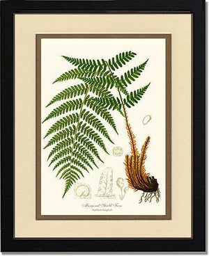 Marginal Shield Fern Botanical Wall Art Print-Charting Nature