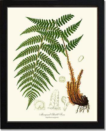 Marginal Shield Fern Botanical Wall Art Print-Charting Nature
