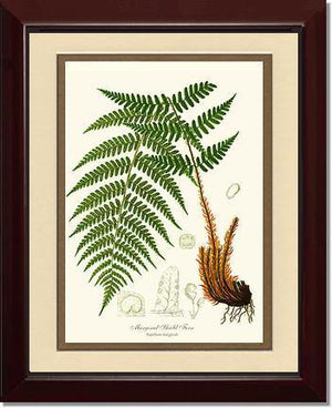 Marginal Shield Fern Botanical Wall Art Print-Charting Nature