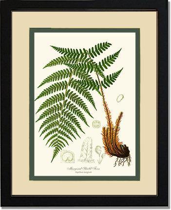 Marginal Shield Fern Botanical Wall Art Print-Charting Nature