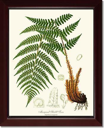 Marginal Shield Fern Botanical Wall Art Print-Charting Nature