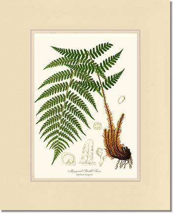 Marginal Shield Fern Botanical Wall Art Print-Charting Nature