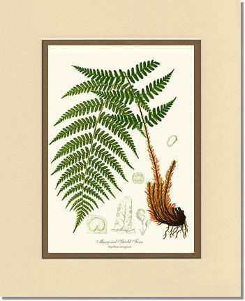 Marginal Shield Fern Botanical Wall Art Print-Charting Nature