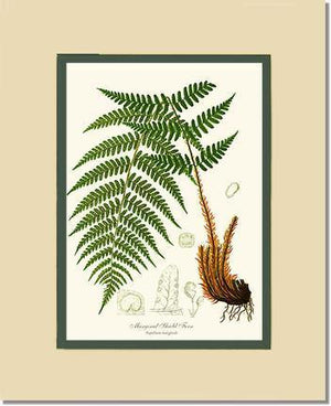 Marginal Shield Fern Botanical Wall Art Print-Charting Nature