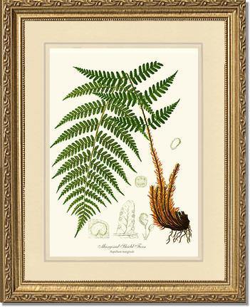 Marginal Shield Fern Botanical Wall Art Print-Charting Nature
