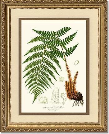 Marginal Shield Fern Botanical Wall Art Print-Charting Nature