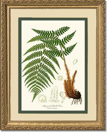 Marginal Shield Fern Botanical Wall Art Print-Charting Nature