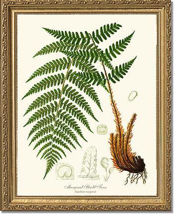 Marginal Shield Fern Botanical Wall Art Print-Charting Nature