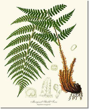 Marginal Shield Fern Botanical Wall Art Print-Charting Nature