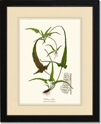 Walking Fern Botanical Wall Art Print-Charting Nature