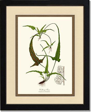 Walking Fern Botanical Wall Art Print-Charting Nature
