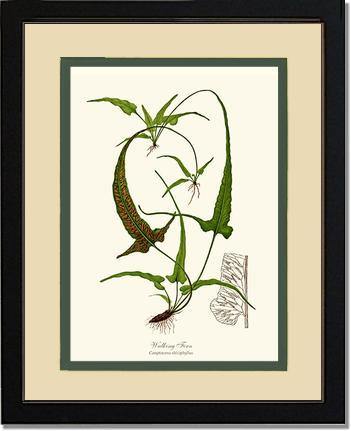 Walking Fern Botanical Wall Art Print-Charting Nature