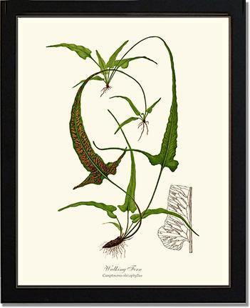 Walking Fern Botanical Wall Art Print-Charting Nature