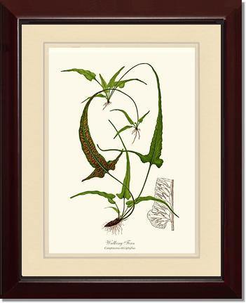 Walking Fern Botanical Wall Art Print-Charting Nature