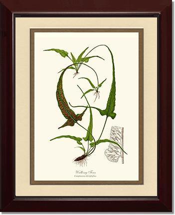 Walking Fern Botanical Wall Art Print-Charting Nature