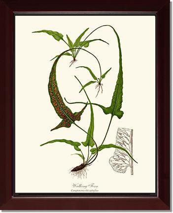 Walking Fern Botanical Wall Art Print-Charting Nature