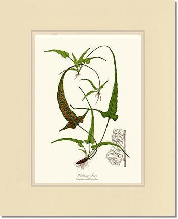 Walking Fern Botanical Wall Art Print-Charting Nature