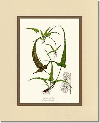 Walking Fern Botanical Wall Art Print-Charting Nature