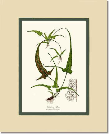 Walking Fern Botanical Wall Art Print-Charting Nature